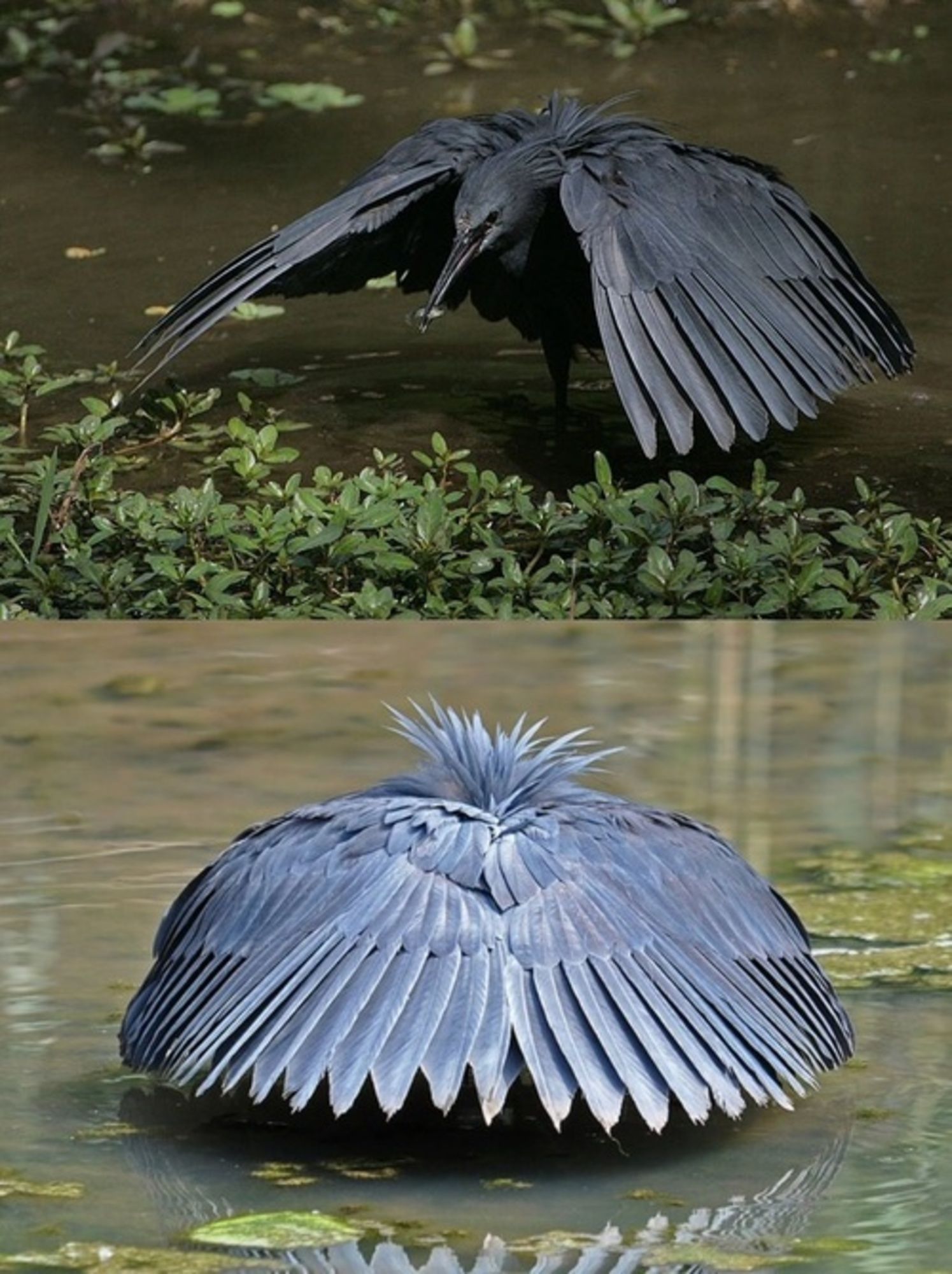 Цапля черная